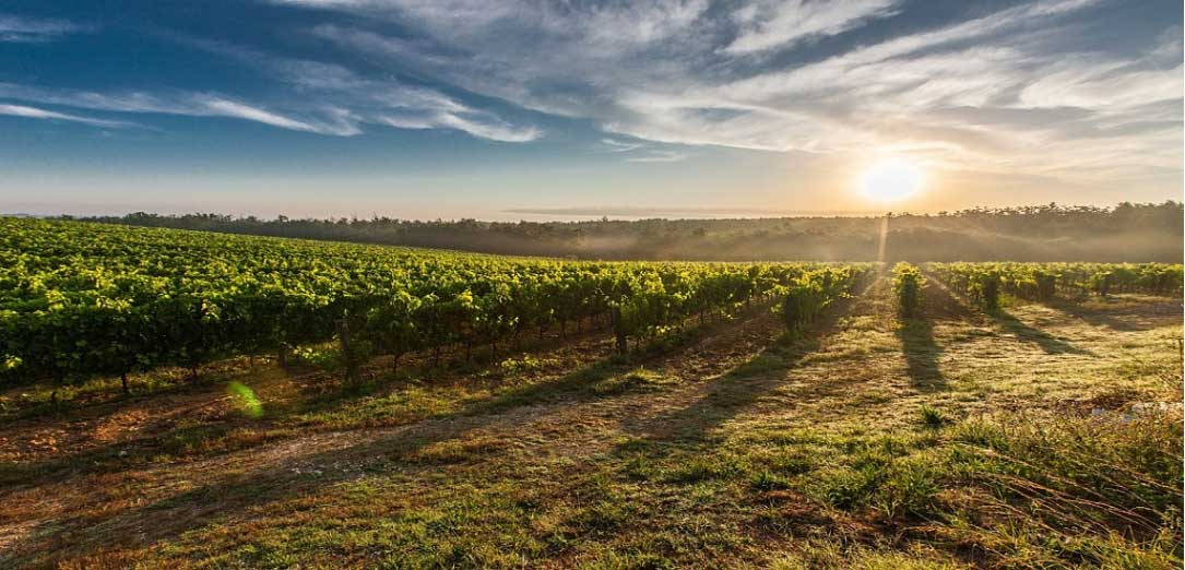 Region Champagne , Weinreben in einer Landschaft, mit der Sonne und Wolken im Hintergrund